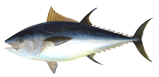 tu Ikan tuna sirip biru Utara lebih besar d IKAN TUNA SIRIP BIRU