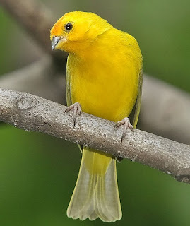 cara-merawat-burung,masteran-kenari-juara-nasional,juara-mp3,yang-bagus,isian-ciblek,om-kicau,lokal,f1, cara-merawat-burung,masteran-kenari-juara-nasional,juara-mp3,yang-bagus,isian-ciblek,om-kicau,lokal,f1,
