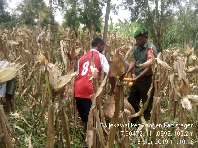 Babinsa Jekawal Bersama Petani Panen Jagung  P 18
