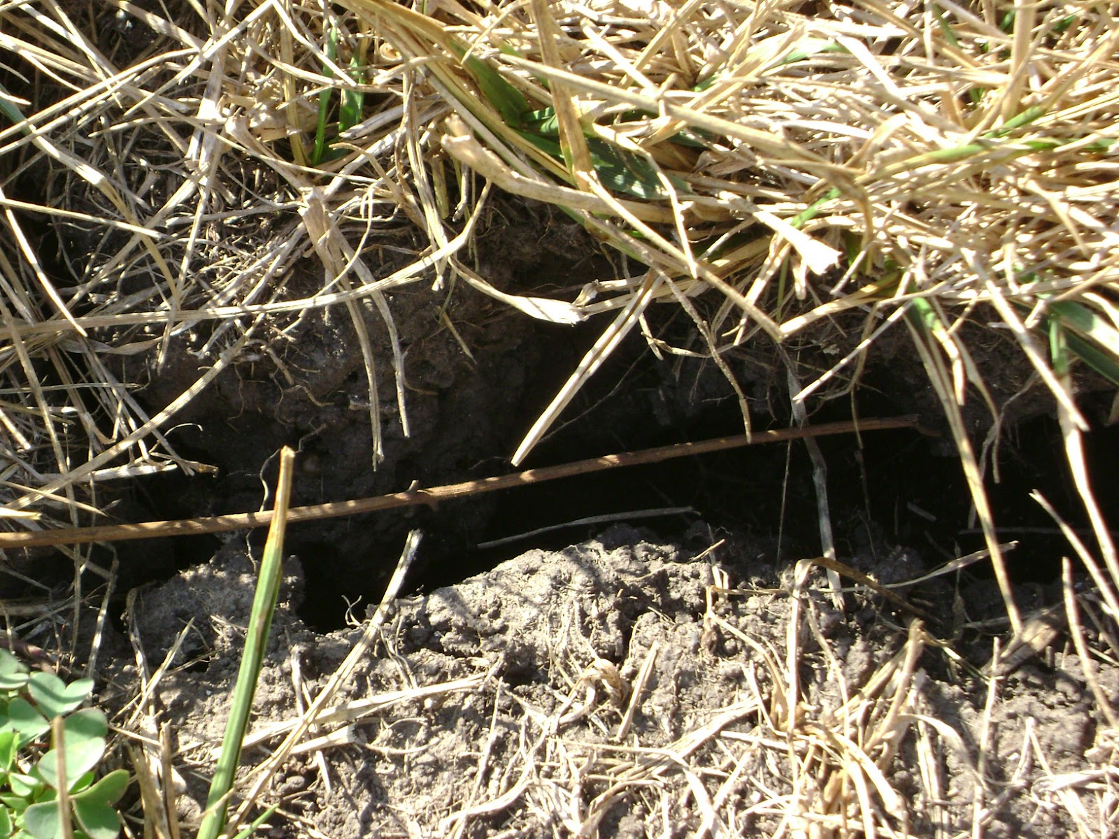 riley-county-extension-blog