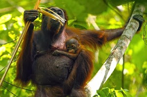 Dilindungi Tapi Diburu, Nasib Orangutan Kian Terancam
