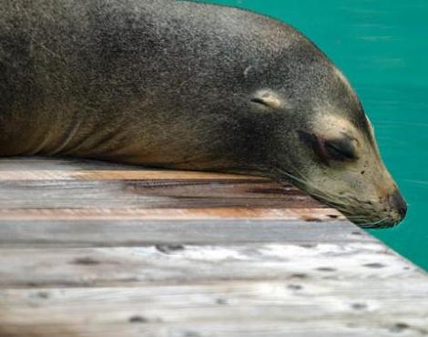 Fun facts about sea lions image