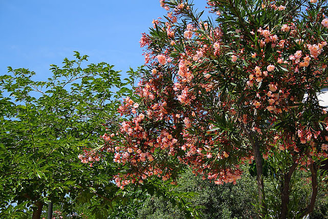 Salmon pink oleander tree