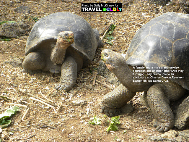 Travel Boldly Galapagos Island - A female and a male giant tortoise approach one another other.(Are they flirting?) They reside inside an enclosure at Charles Darwin Research Station on Isla Santa Cruz.
