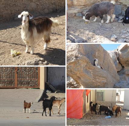 Oman le capre