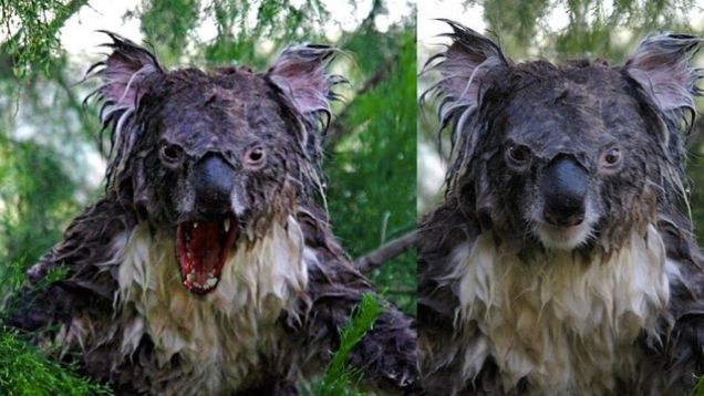 PHOTOS: The strange underwater creatures found 4km down in