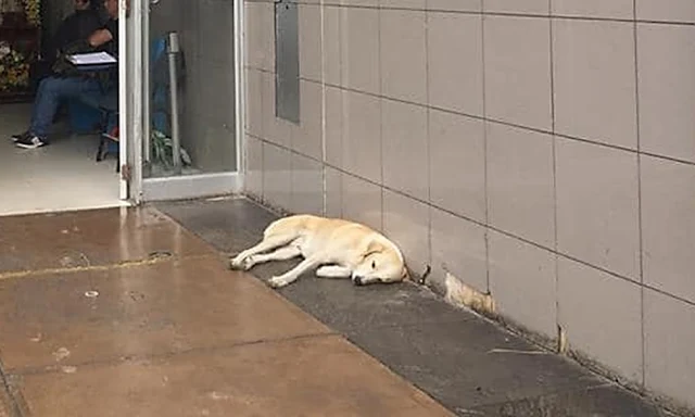 La historia de un perrito que fue adoptado luego de esperar 3 días a dueño que murió en hospital