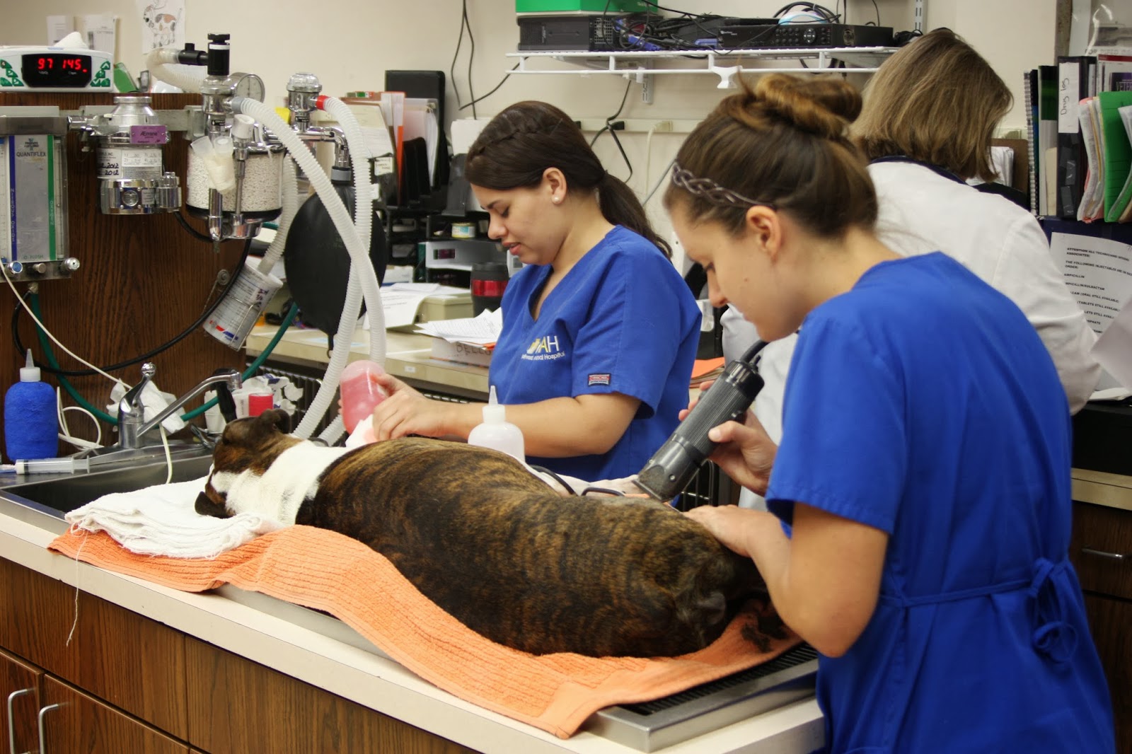 VCA Hollywood Animal Hospital What exactly does AAHA accreditation