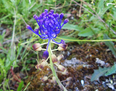Nazareno (Muscari comosum) flor silvestre azul