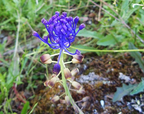 Nazareno (Muscari comosum) flor silvestre azul