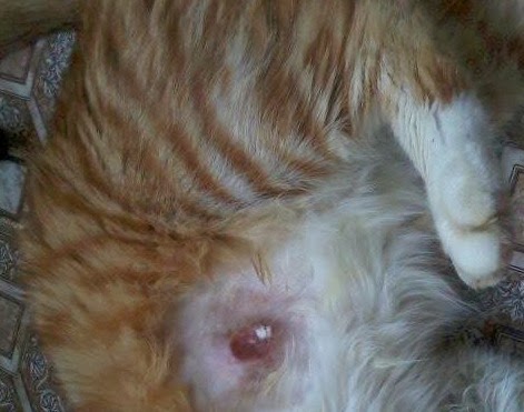 Kucing Utara: Kolar pelindung luka kucing