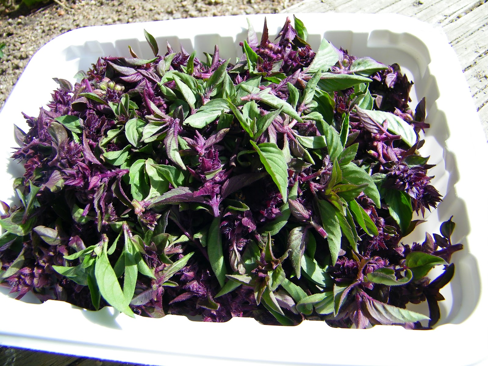 a Paisley Sunflower What to do with Cinnamon Basil Buds