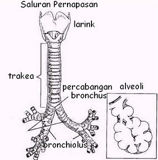 Alat Pernafasan Pada Manusia