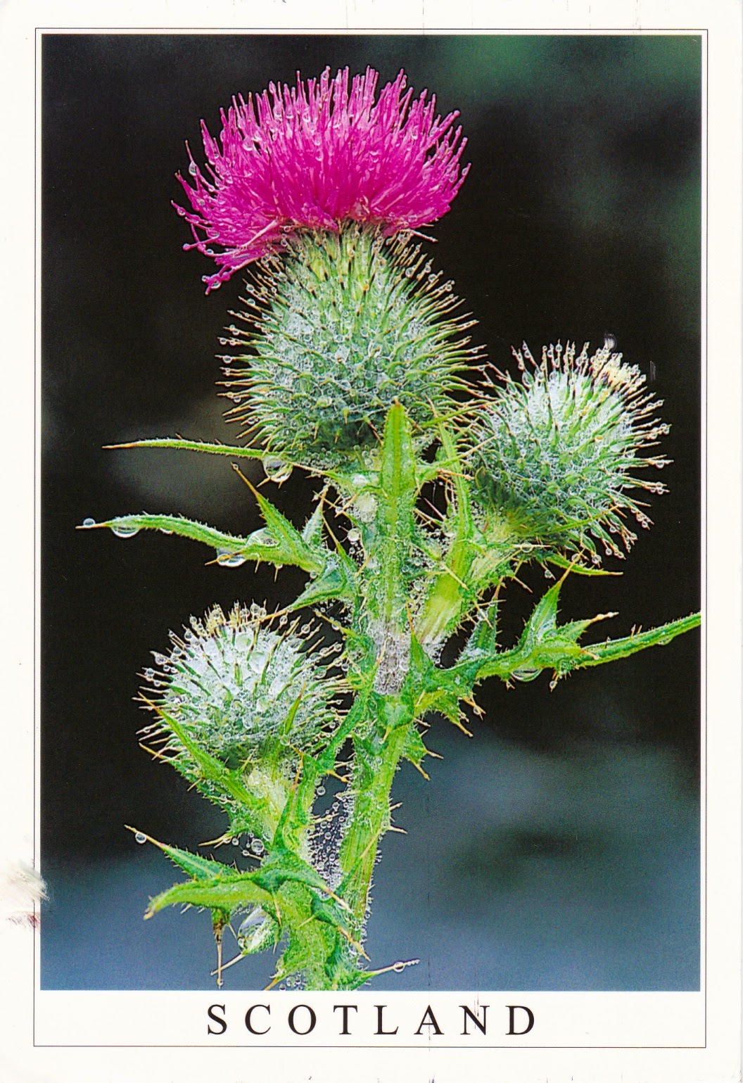 Scotland plants. Чертополох символ Шотландии. National Flower of Scotland. Символ Шотландии цветок. Национальный символ Шотландии.