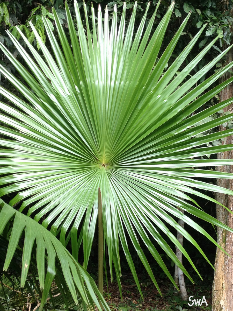 Tropical Biodiversity Santarém Pará Brasil: Palm Tropical Biodiversity Santarém Pará Brasil: Palm