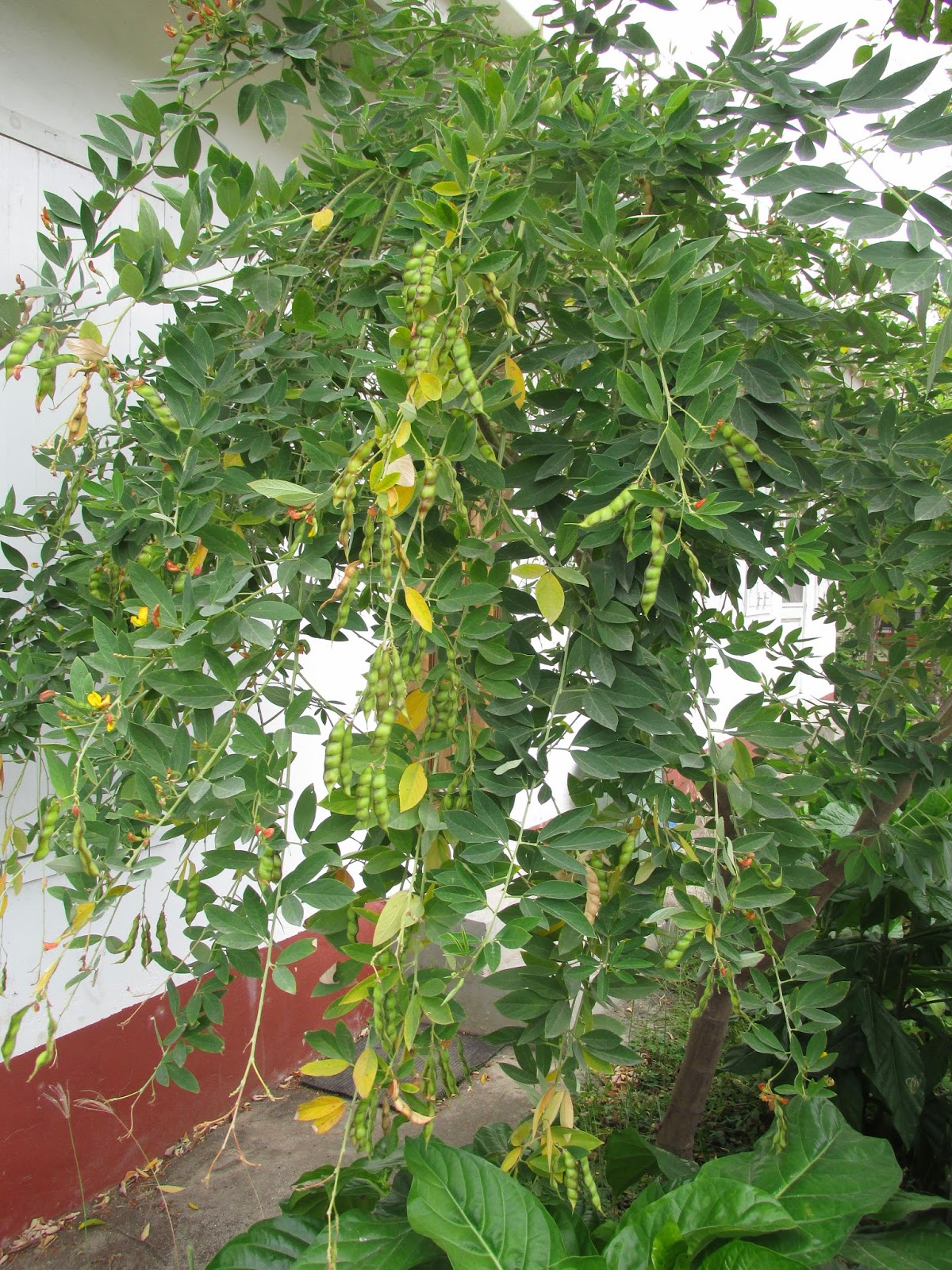 Beyond Burgoo Pigeon Peas