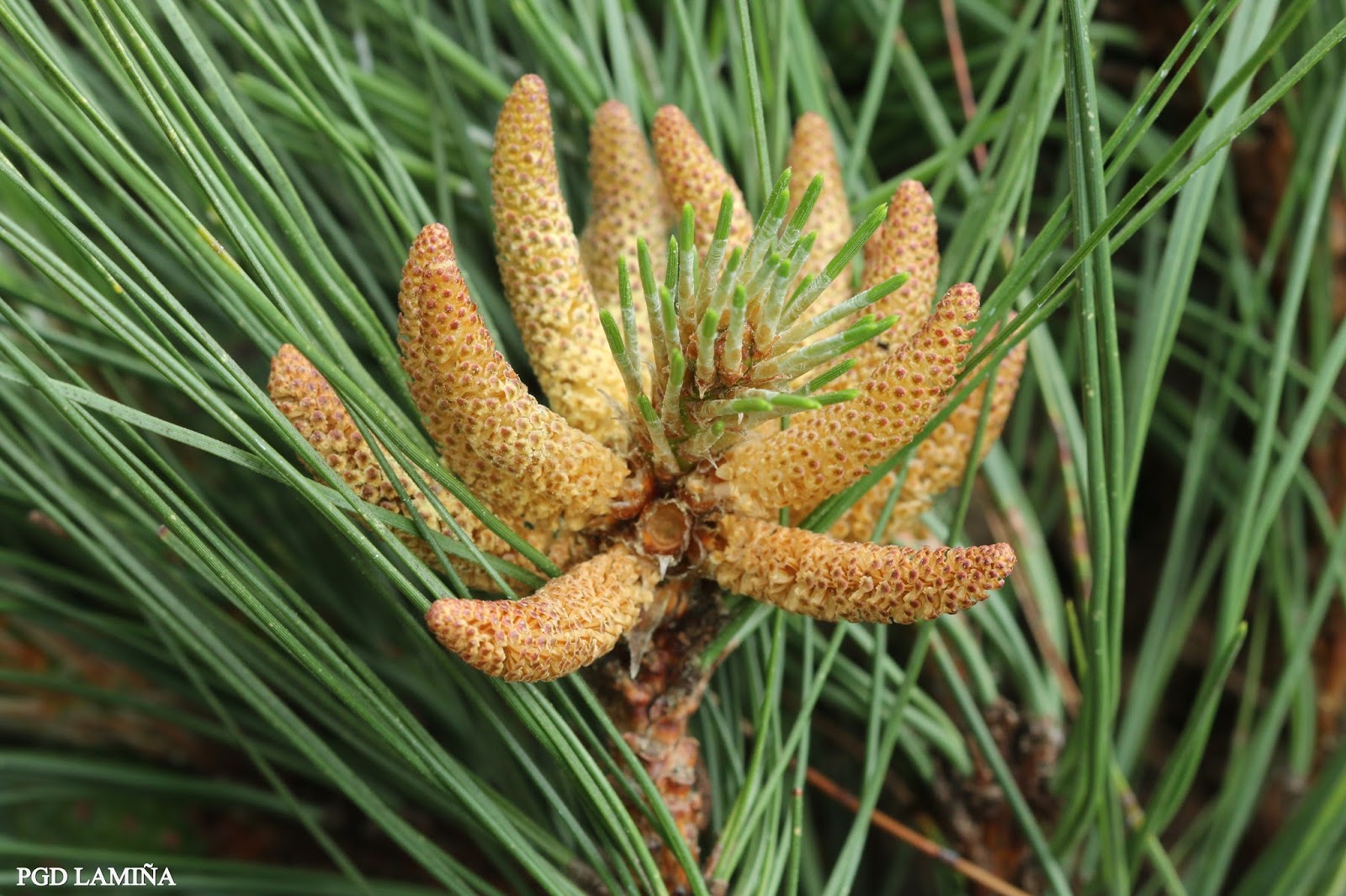 PINUS SYLVESTRIS. pino