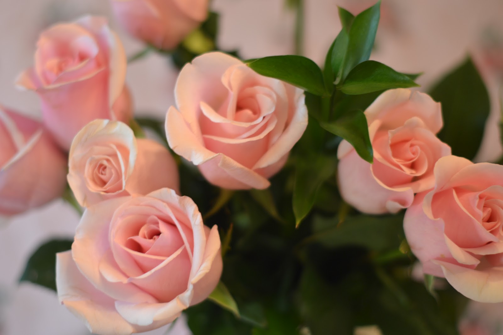 Olivia's Romantic Home: A rose surprise!