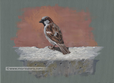 European sparrow