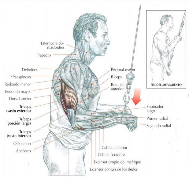 Extensiones de tríceps en polea alta