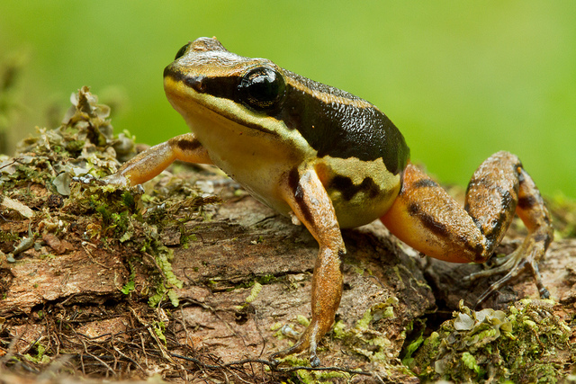 Striped Rocket Frog - True Wildlife Creatures