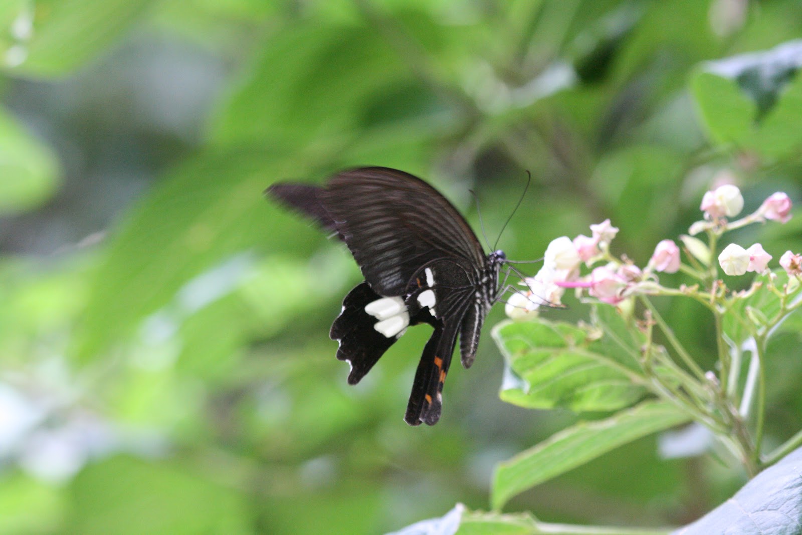 Snowy Owl Lost: Butterflies of Korea - Part II (The Jeju Years)