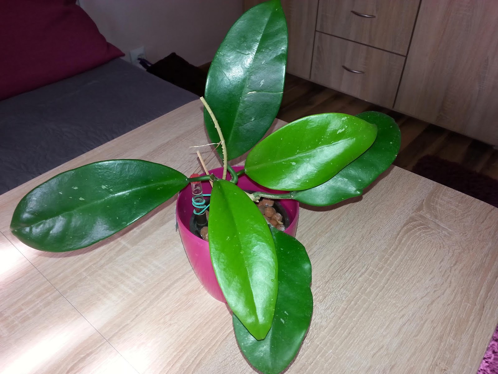 Zielona Przystań Lulu ______: Portret - hoya monetteae