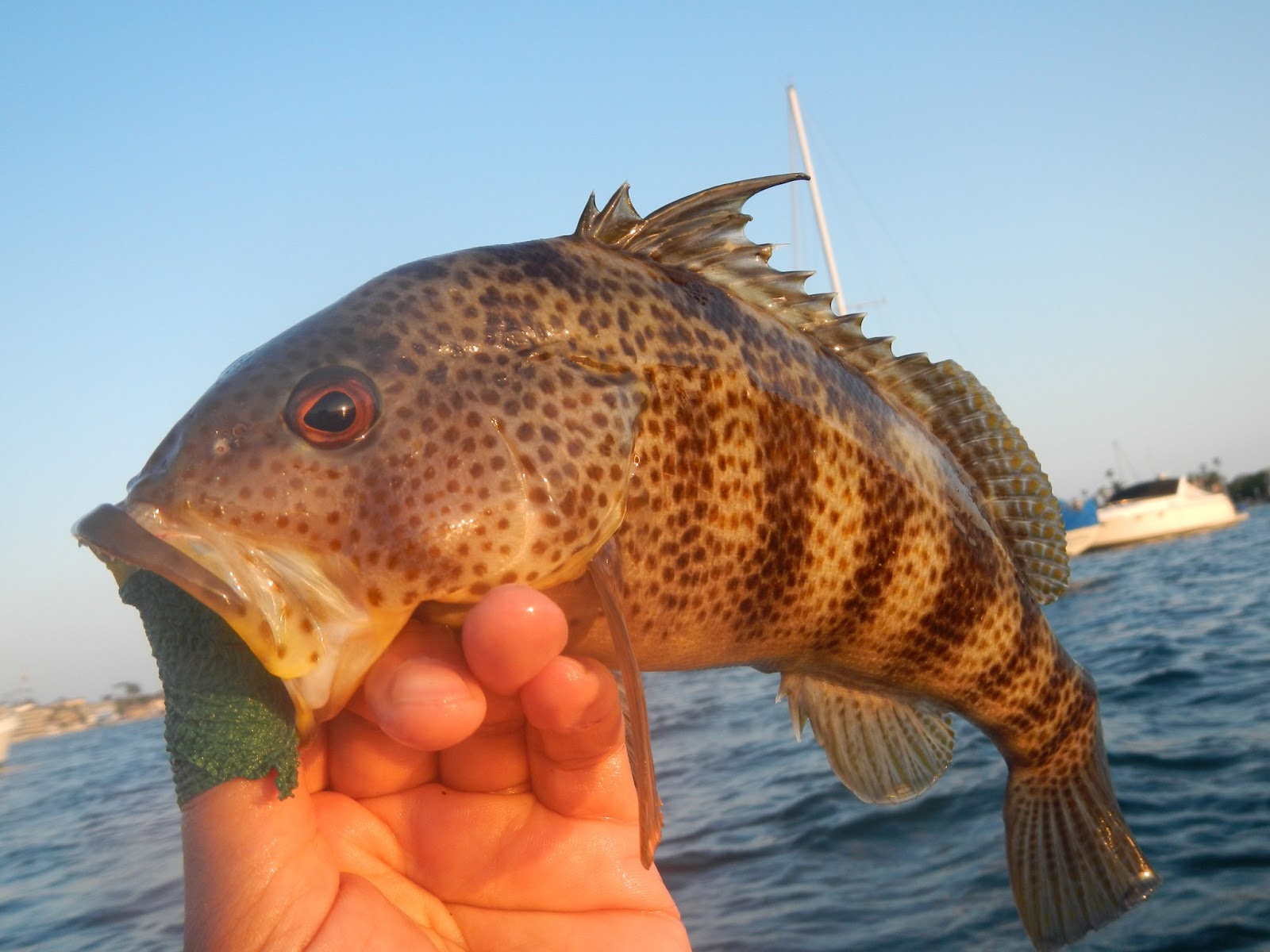 The Gourmet Sportsman Salt Water Bass Grand Slam