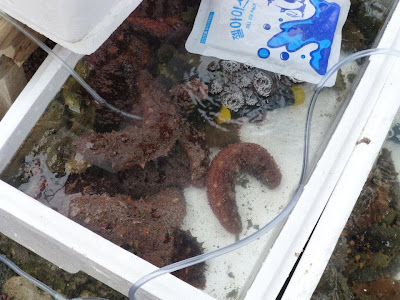 visite du marché Seogwipo Ile de Jeju Corée du sud visite du marché Seogwipo Ile de Jeju Corée du sud