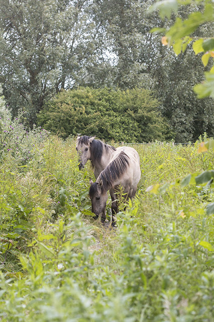 Browsing the weeds Browsing the weeds