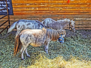 Mini Horses at the Fair