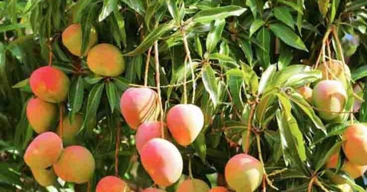 Flowers Gardens: How to Grow Mango Tree in Pot Flowers Gardens How to Grow Mango Tree in Pot