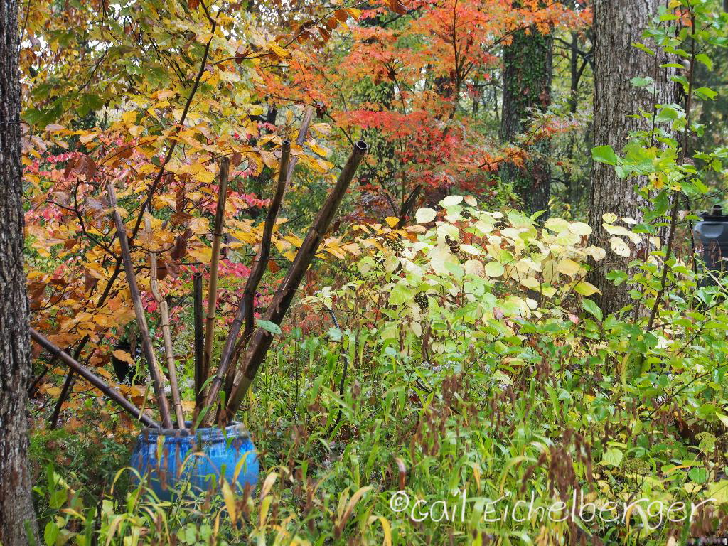 Future Plants By Randy Stewart Sumac