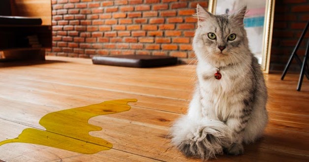 [問題/除臭] 貓貓在傢俱上尿尿