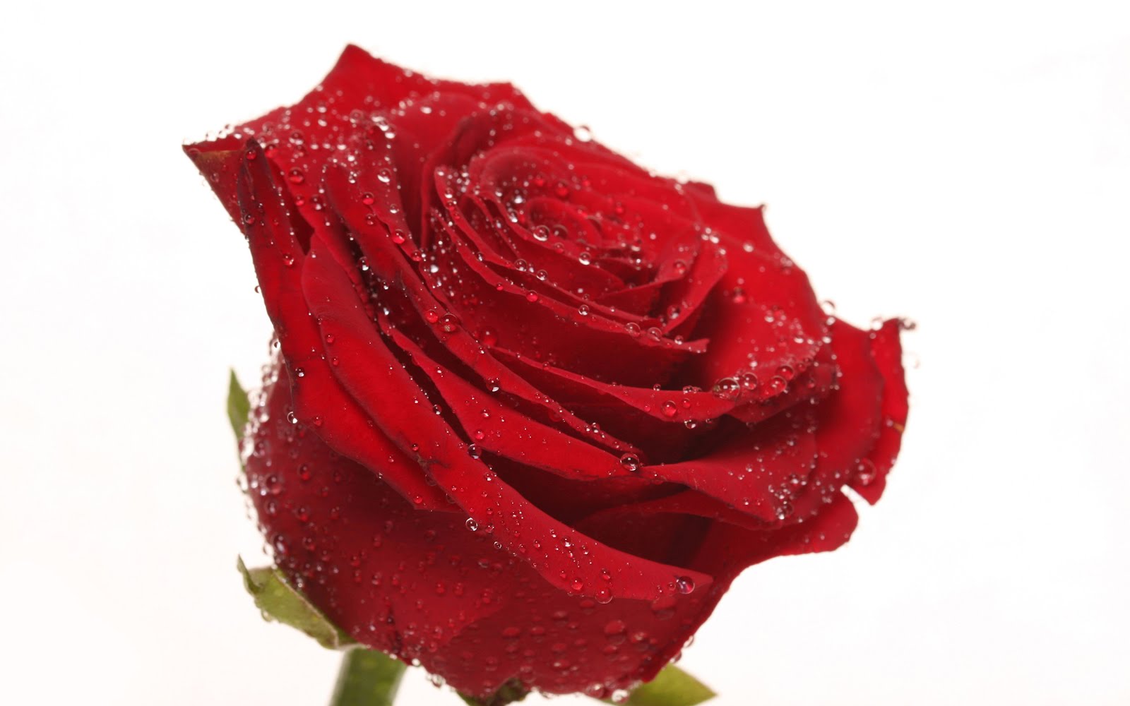 Animals Zoo Park: 9 Single Red Rose Wallpapers for Desktop ...