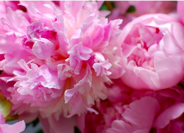 Friday Flowers -Ode to the Peony
