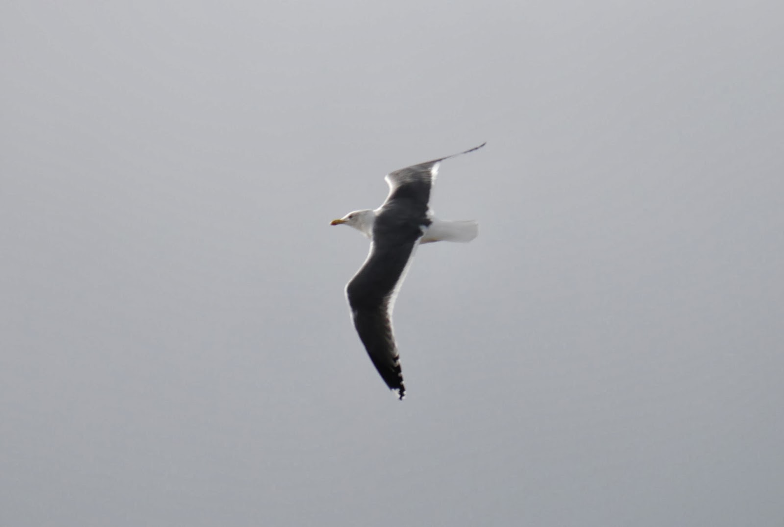 Wilde About Birds: Another High Tide at Parkgate