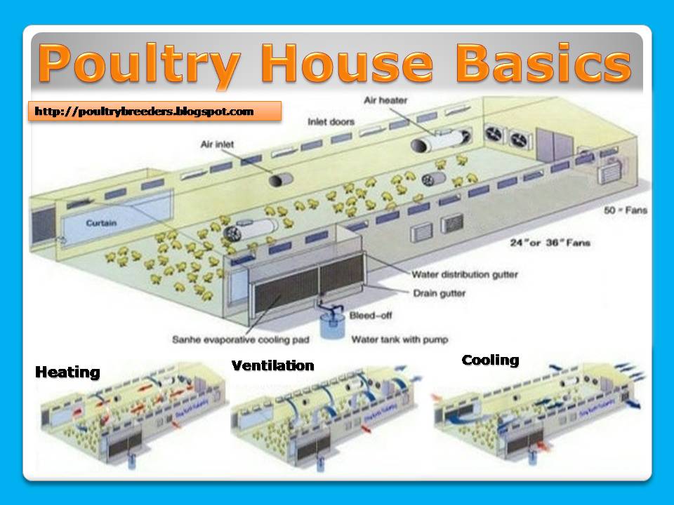 Poultry Management. Calculation of ventilation for Poultry Broiler
