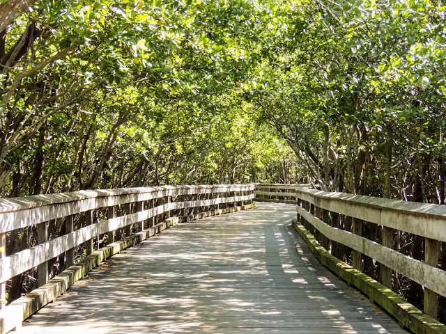Florida Gulf Coast Travel Destinations: Clam Pass Boardwalk in Naples, Florida