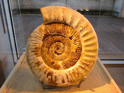 Expo sur les ammonites