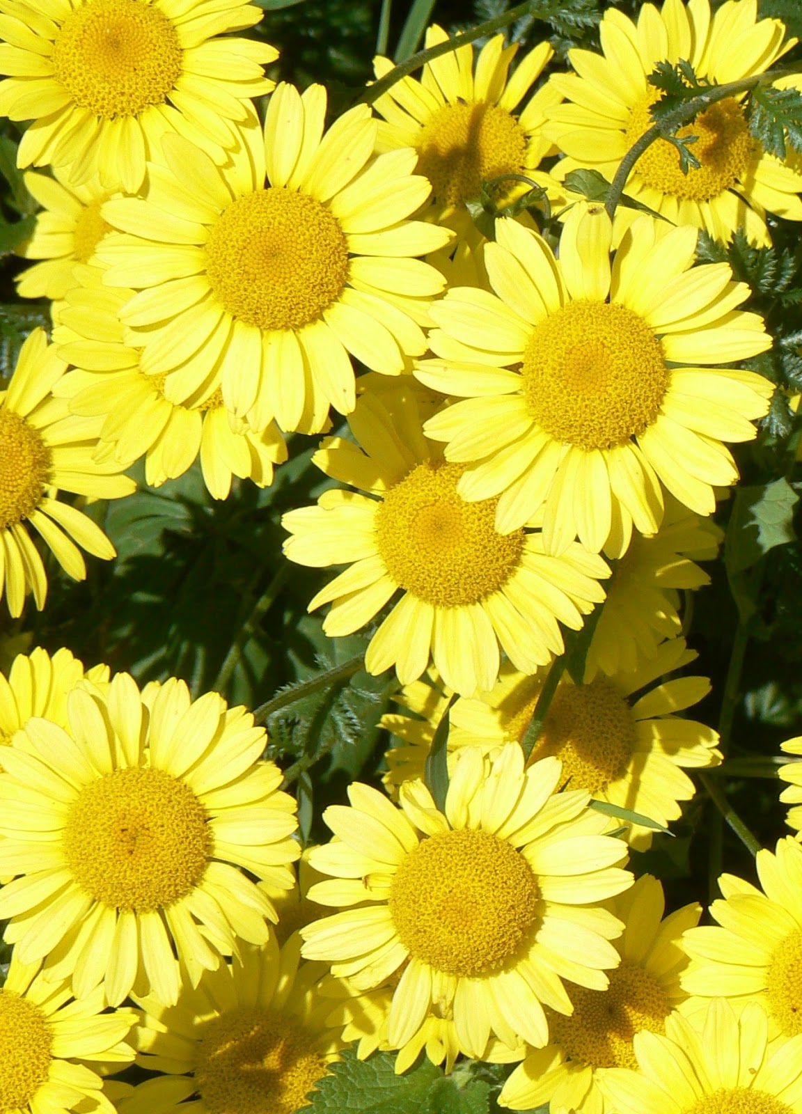 Old Buckenham blog: Enjoy a flower festival