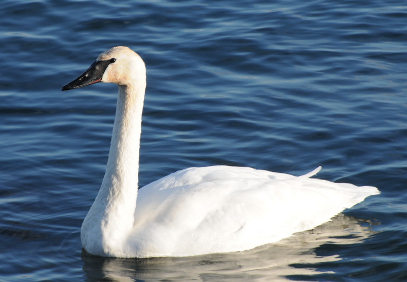 A Wandering Naturalist: Ontario: Ducks on Ice