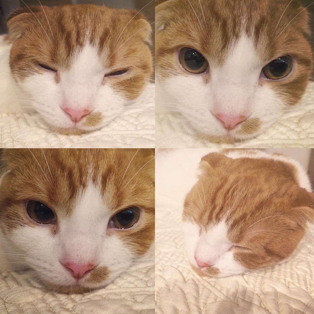 강지영네 고양이 | 인스티즈