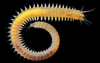 Cacing yang dapat dimakan dan mengandung protein yang tinggi adalah