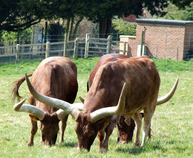 Ankole-Watusi cattle is known for its long and large horn. Here are some Ankole cattle pictures., Ankole cattle pictures, long horned cattle, large horned cattle, watusi cattle pictures, ankole cows