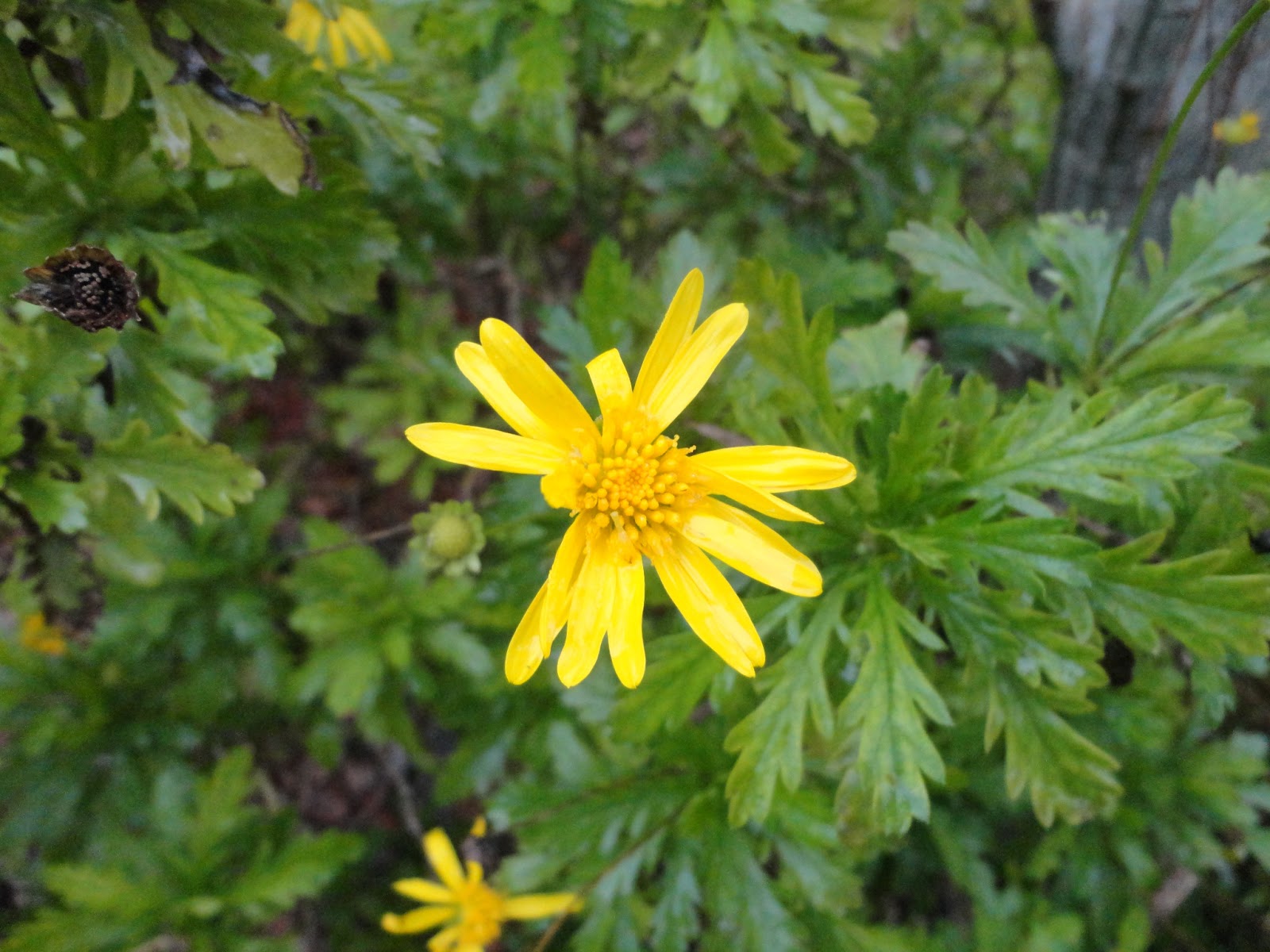 El Terrao - Dos urbanitas en el campo: MARGARITAS AMARILLAS - EURYOPS