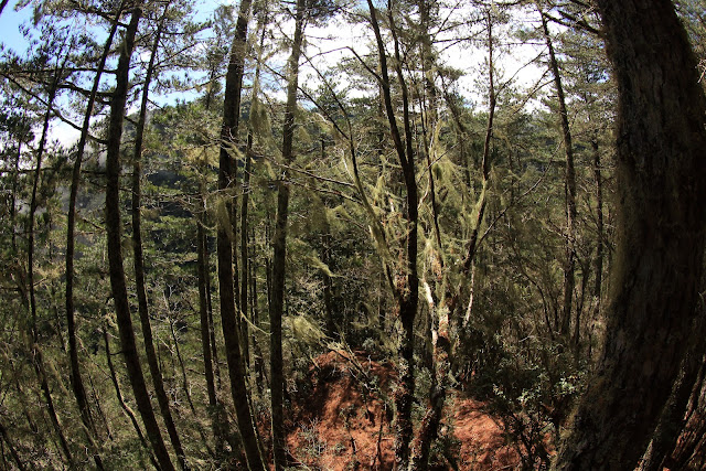 松樹林陡上回望戒茂斯山