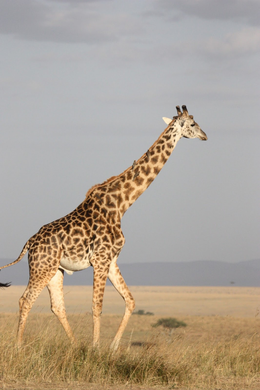 A picture of the tallest animal-The giraffe. A picture of the tallest animal-The giraffe.