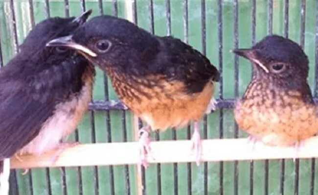 Jenis-jenis Burung Murai Batu Muda Hutan