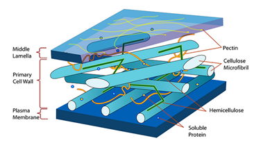 Fungsi Dinding Sel pada Tumbuhan